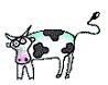 coow.jpg